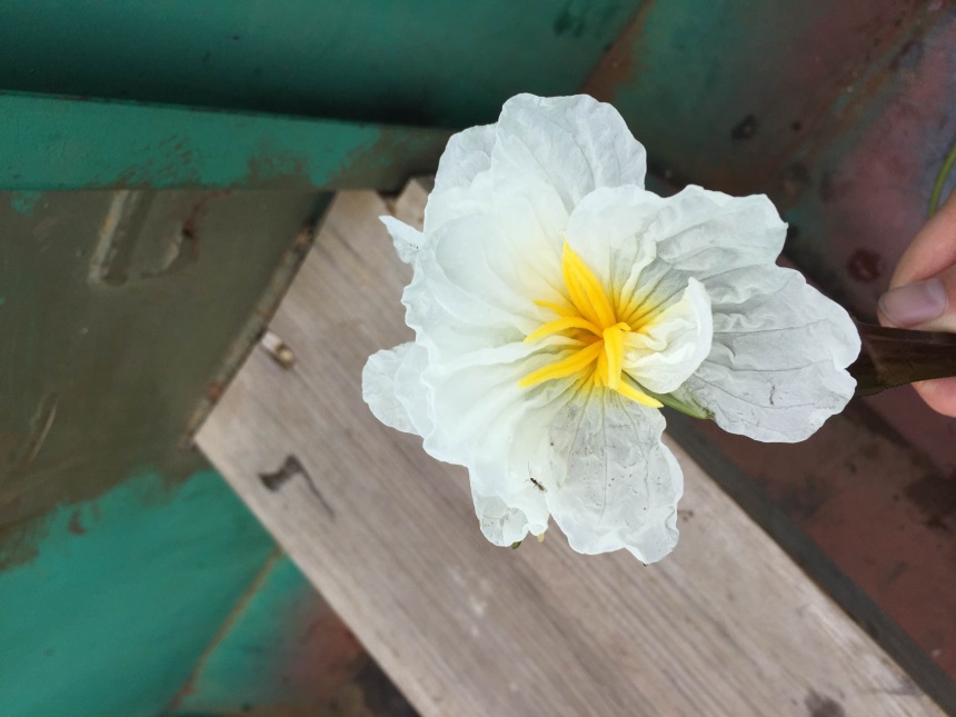 午夜精品射精入后重之免费观看