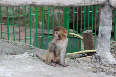 午夜精品射精入后重之免费观看