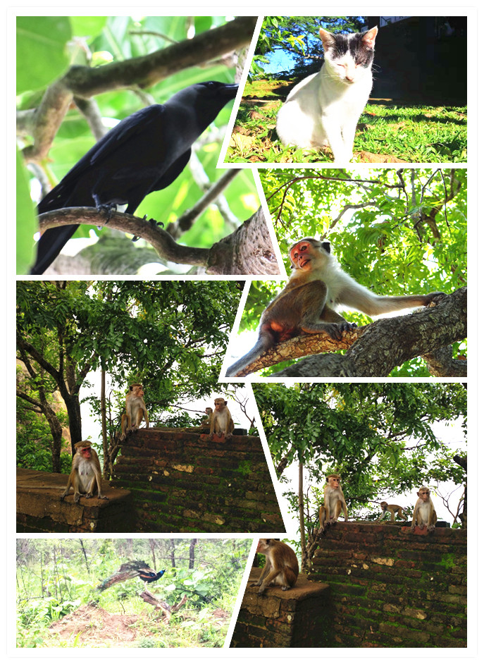 午夜精品射精入后重之免费观看